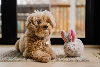Іграшка для собак Baxter the Bunny