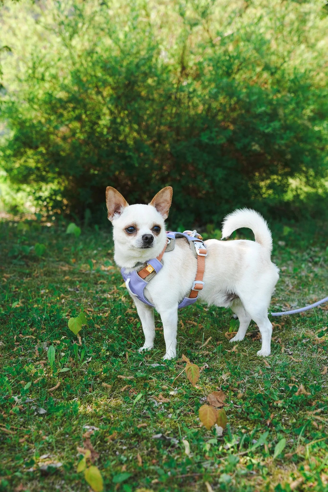 Шлейка Alpha 360 Harness Lavender Mix