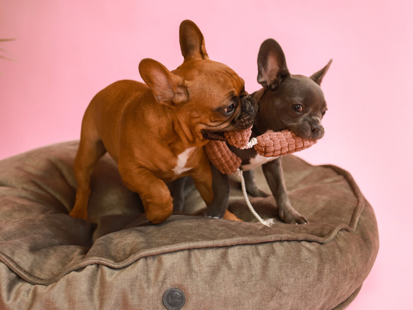 Іграшка сосисочки Harley and Cho