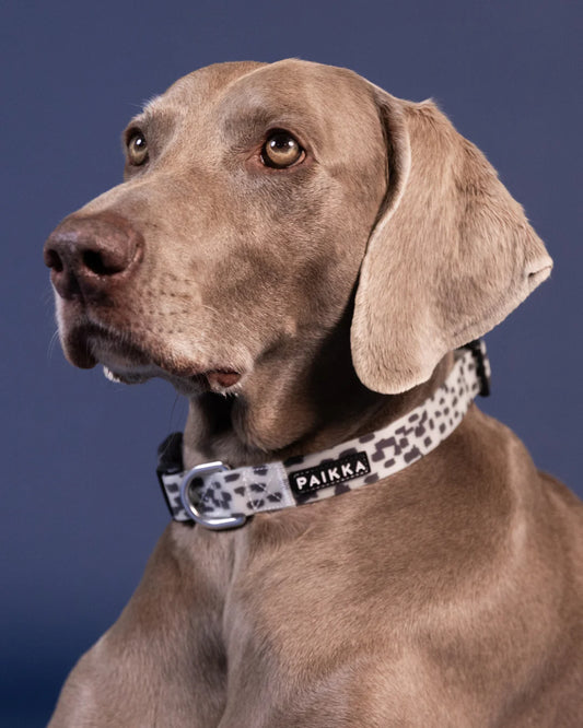 Нашийник для собак Glow Collar 2.0 Paikka