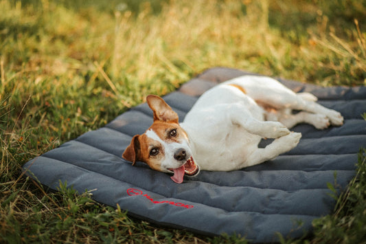 Килимок для собак Travel roll up mat Gray Harley and Cho