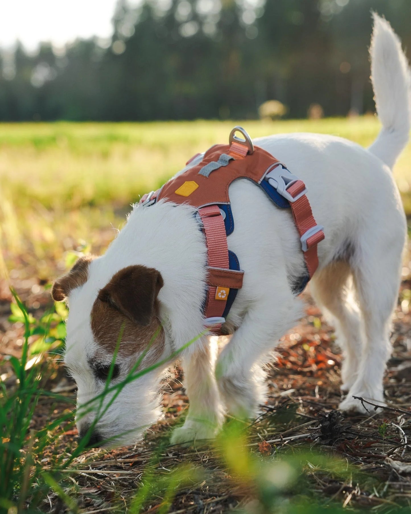 Шлейка Alpha 360 Harness Golden Hour Mix