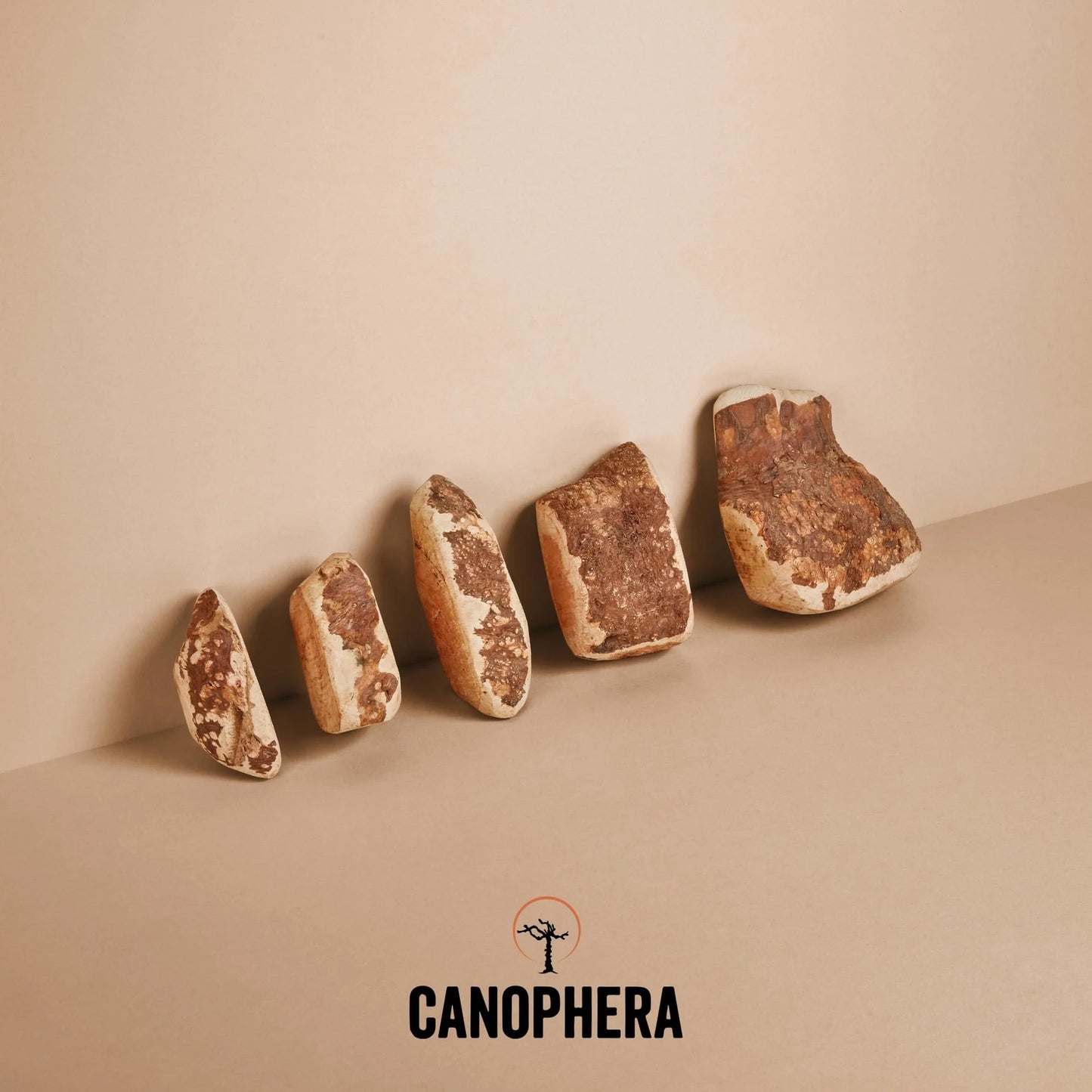 Корінь вересу Canophera (екстремальне гризіння)