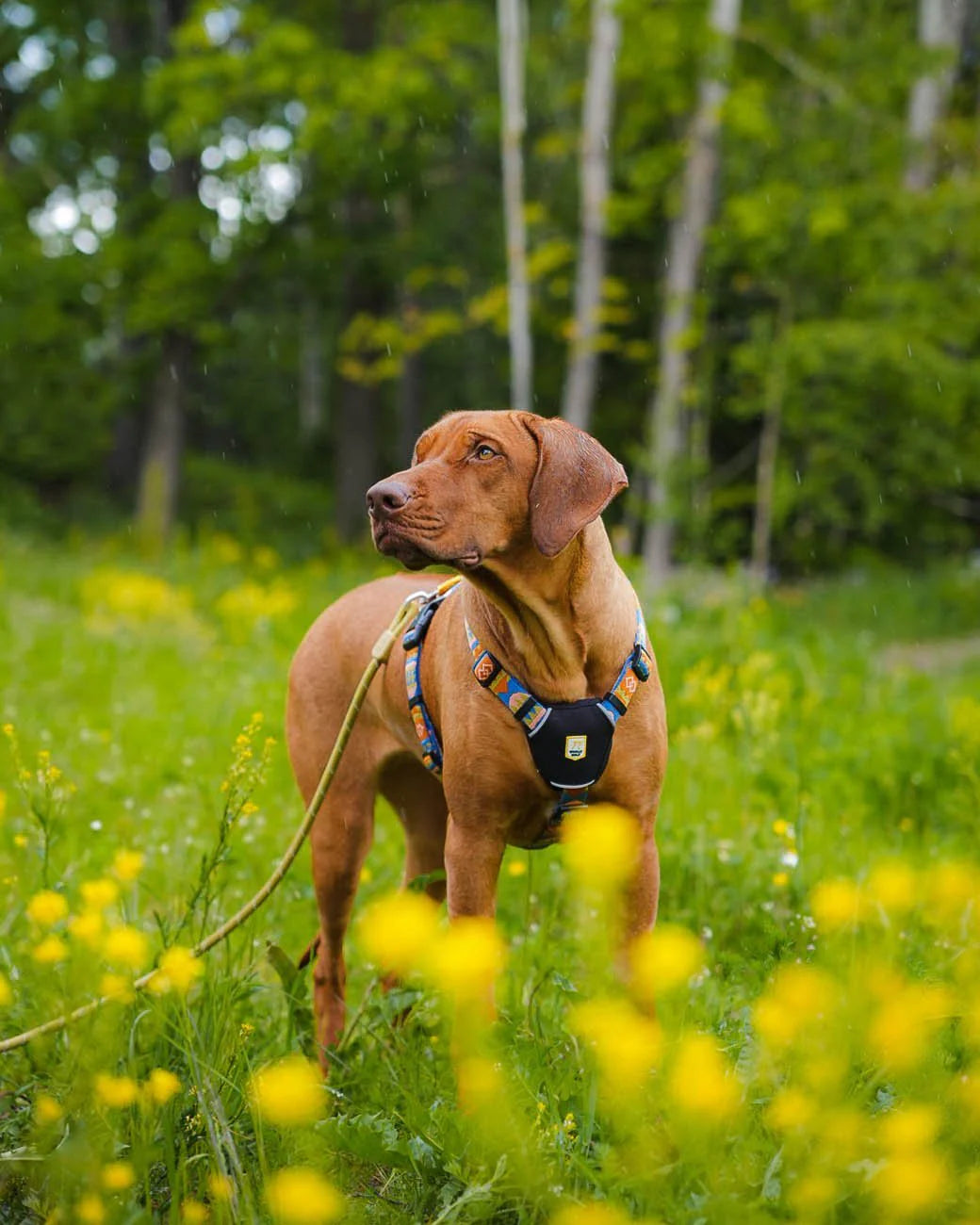 Rope Leash Pistachio 180 см